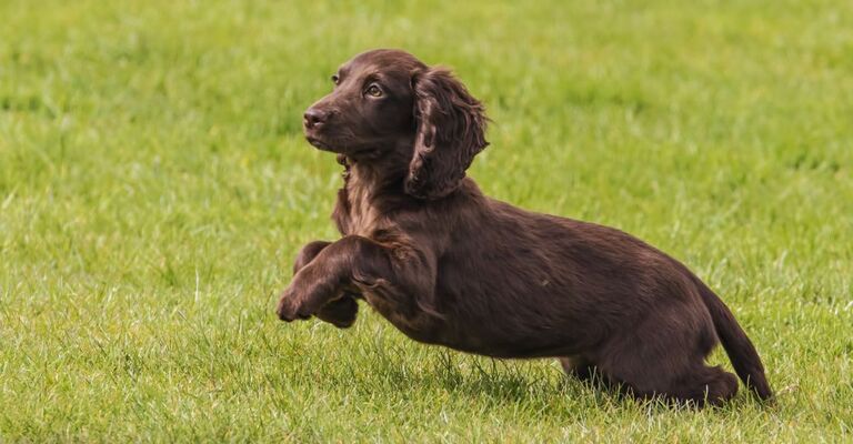 Cucciolo di Boykin Spaniel che scorrazza sul prato