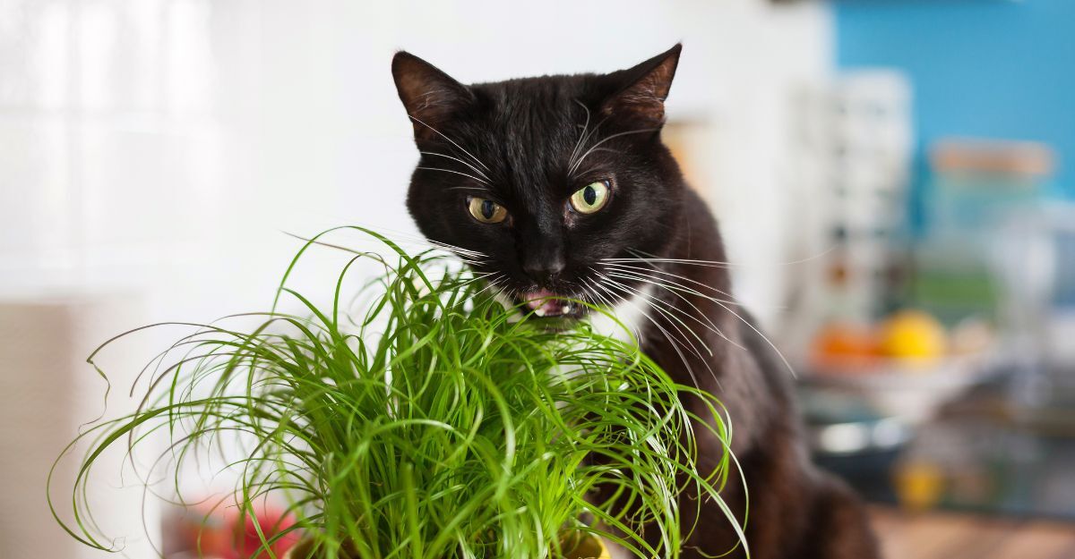 gatto mangia erba