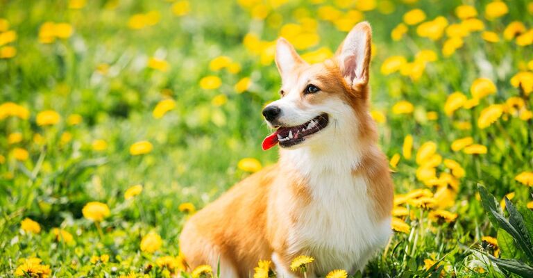Pembroke Welsh Corgi 