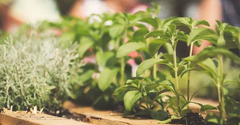 La pianta della Stevia