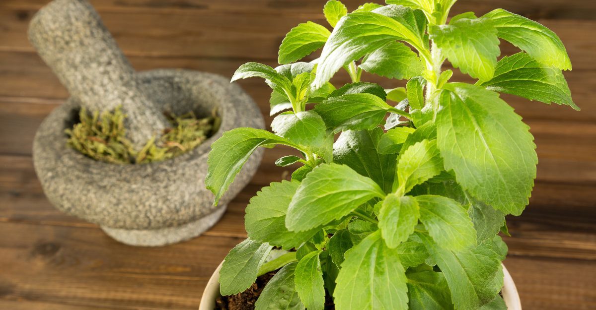 La pianta della Stevia