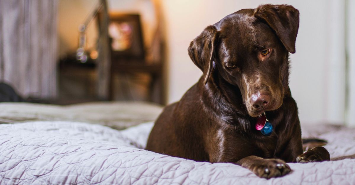 Cane marrone sul letto con un'aria triste