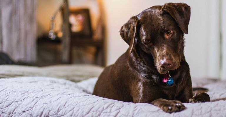 Cane marrone sul letto con un'aria triste