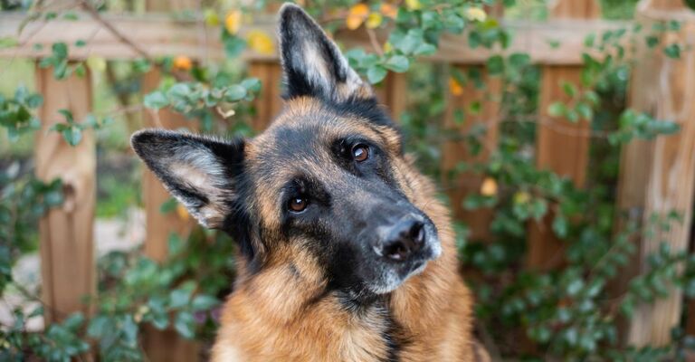 cane di razza Pastore Tedesco