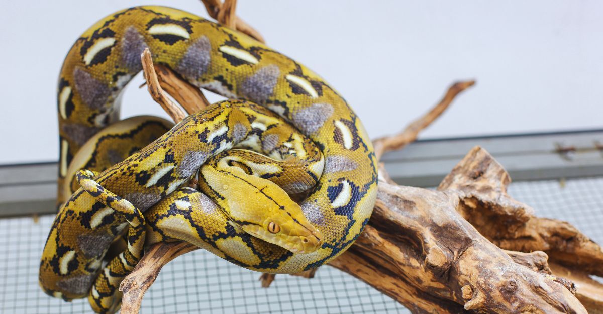 Foto di un pitone reticolato di colore giallo su un tronco