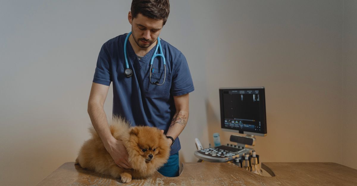 Un cane dal veterinario