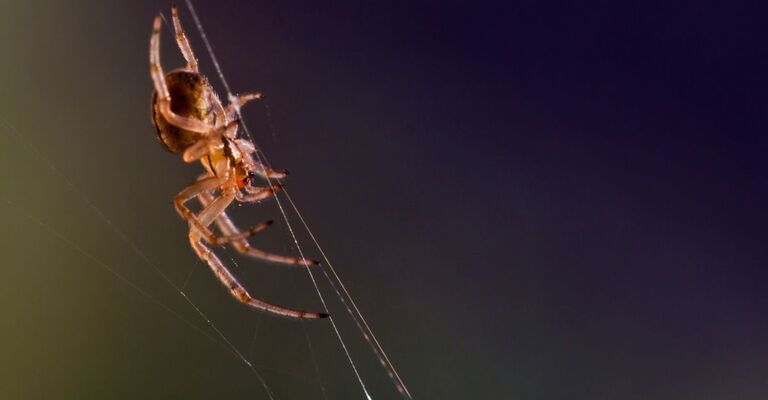 Un ragno