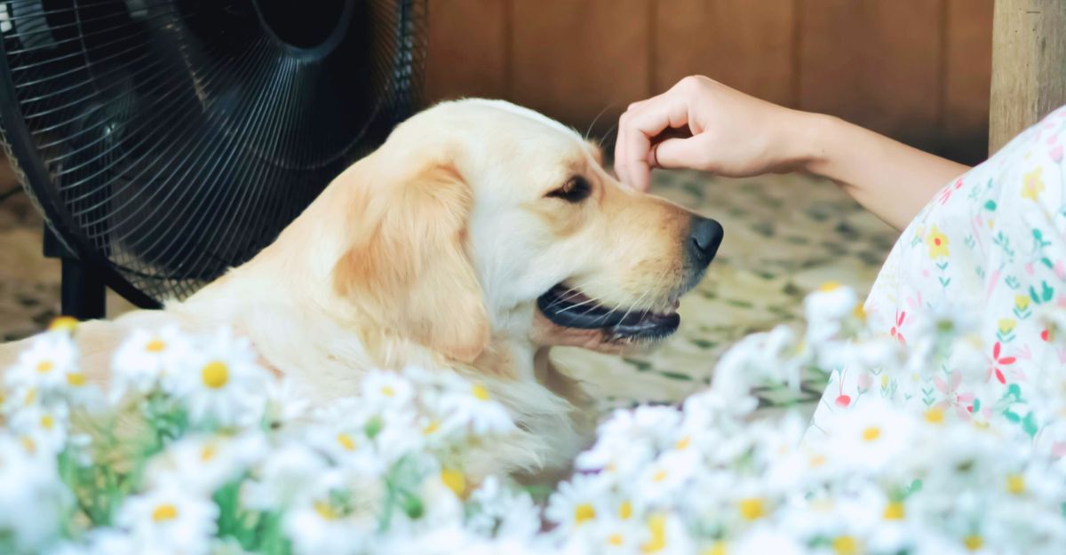 Una mano che accarezza un Labrador sul muso