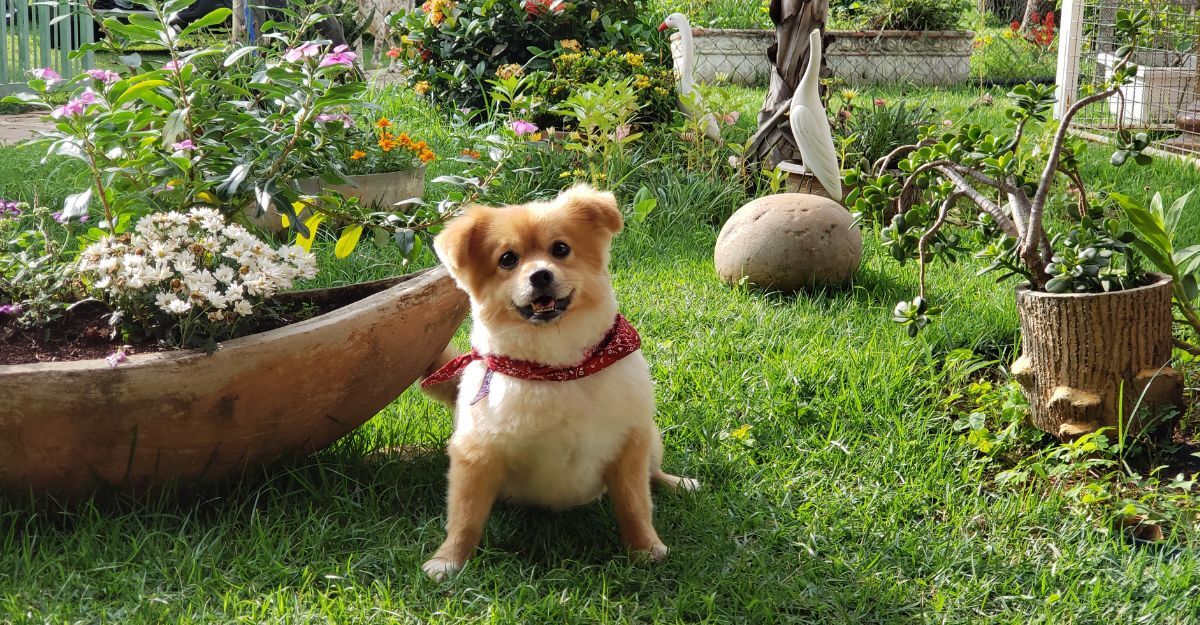 Un cane in un giardino