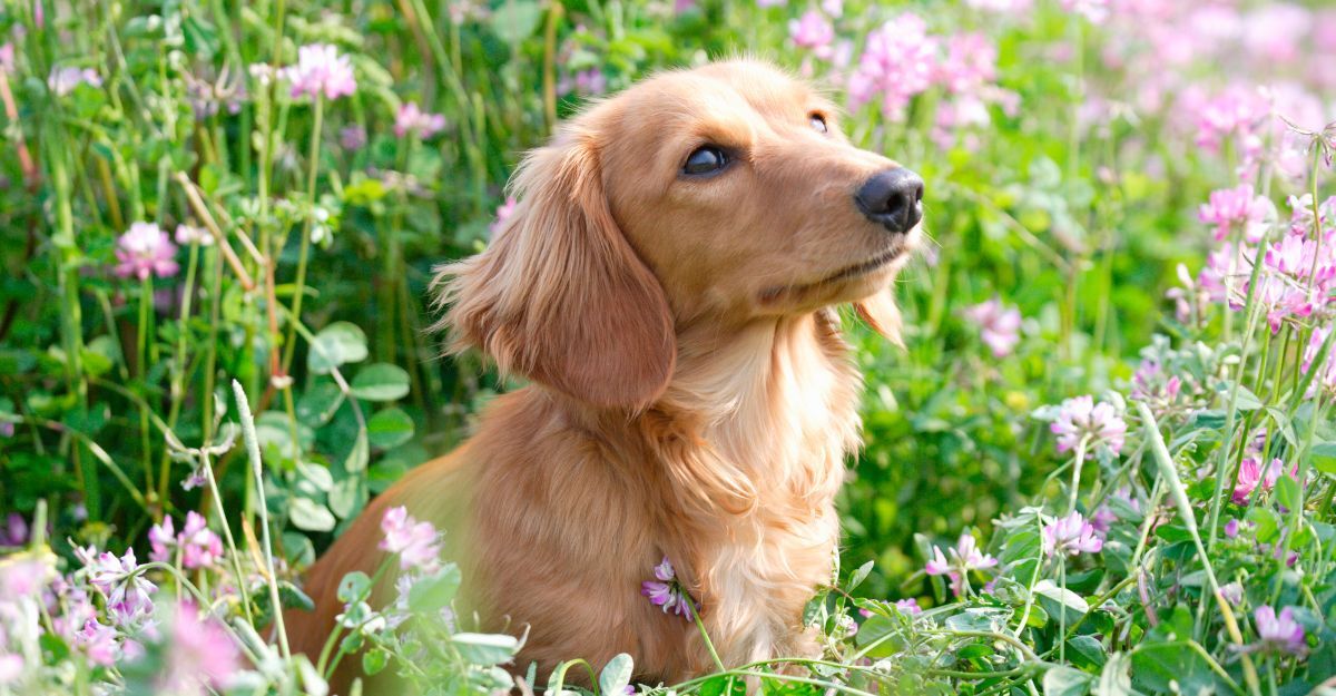 Un cane in un giardino