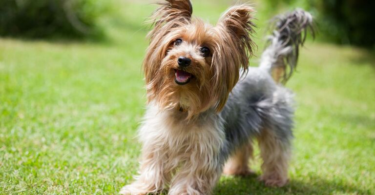 cane di razza Yorkshire Terrier