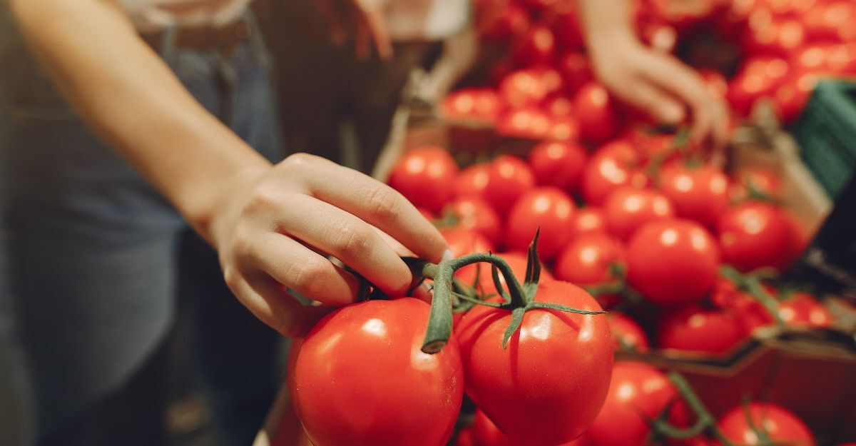 Mano che sceglie pomodori freschi al supermercato, grappolo di pomodori rossi maturi in primo piano.