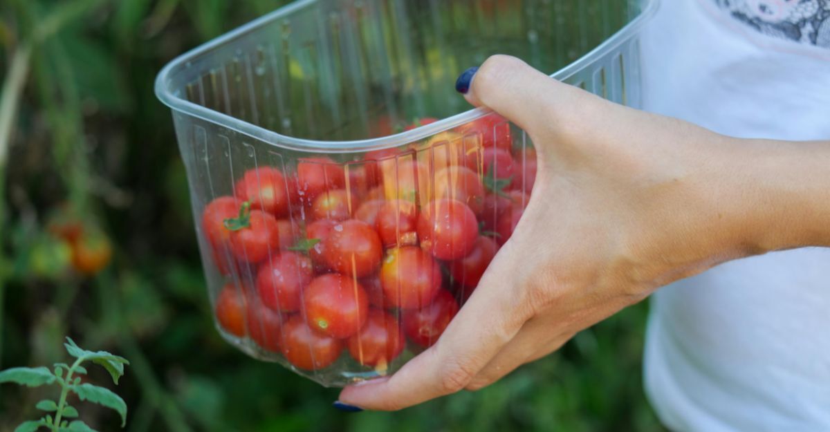 Mano che tiene un contenitore di pomodorini raccolti nell’orto, sfondo verde naturale.