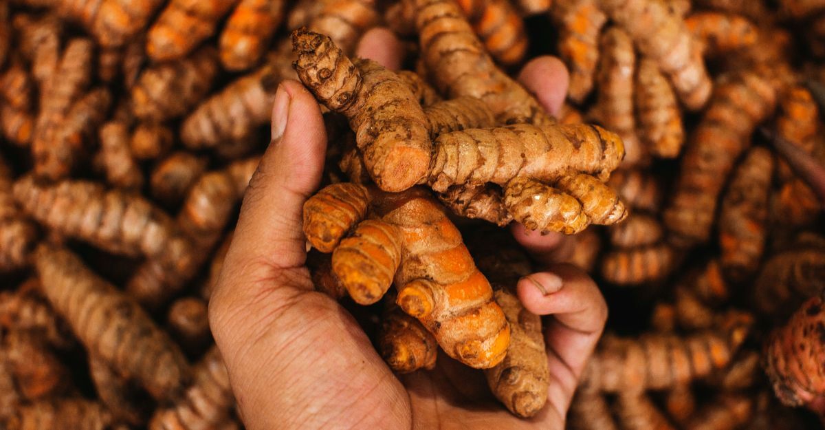 Curcuma intera tra le mani che mostra le radici di curcuma fresche