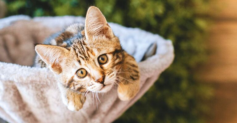 Cucciolo di gatto in una cuccia che guarda in camera