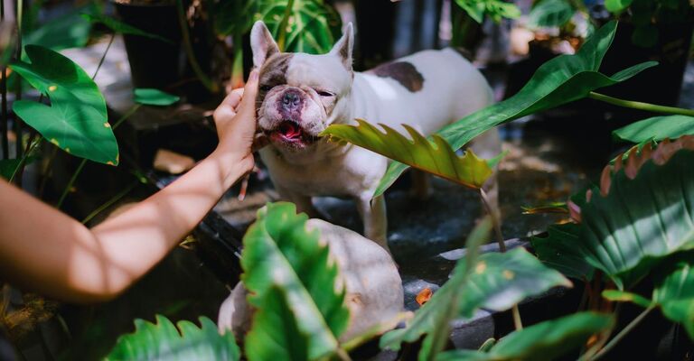 Mano che accarezza un bulldog francese in mezzo alle piante