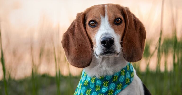 cane di razza Foxhound Americano