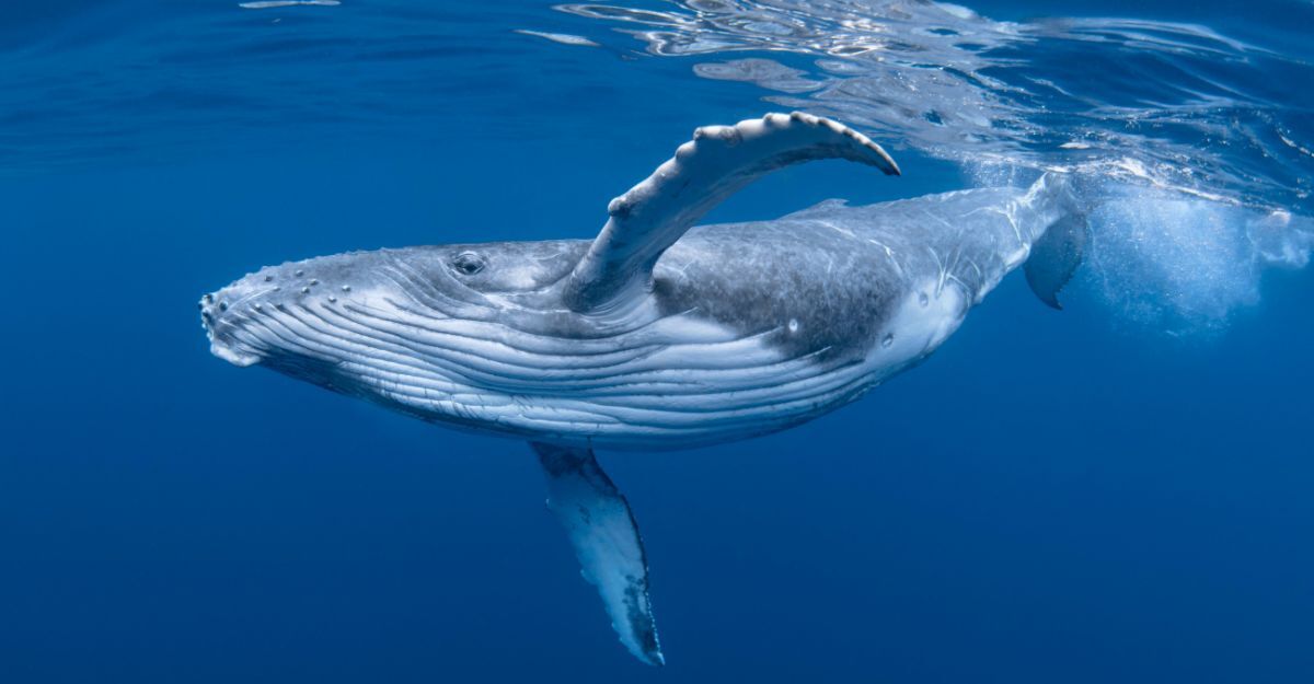 Una balena