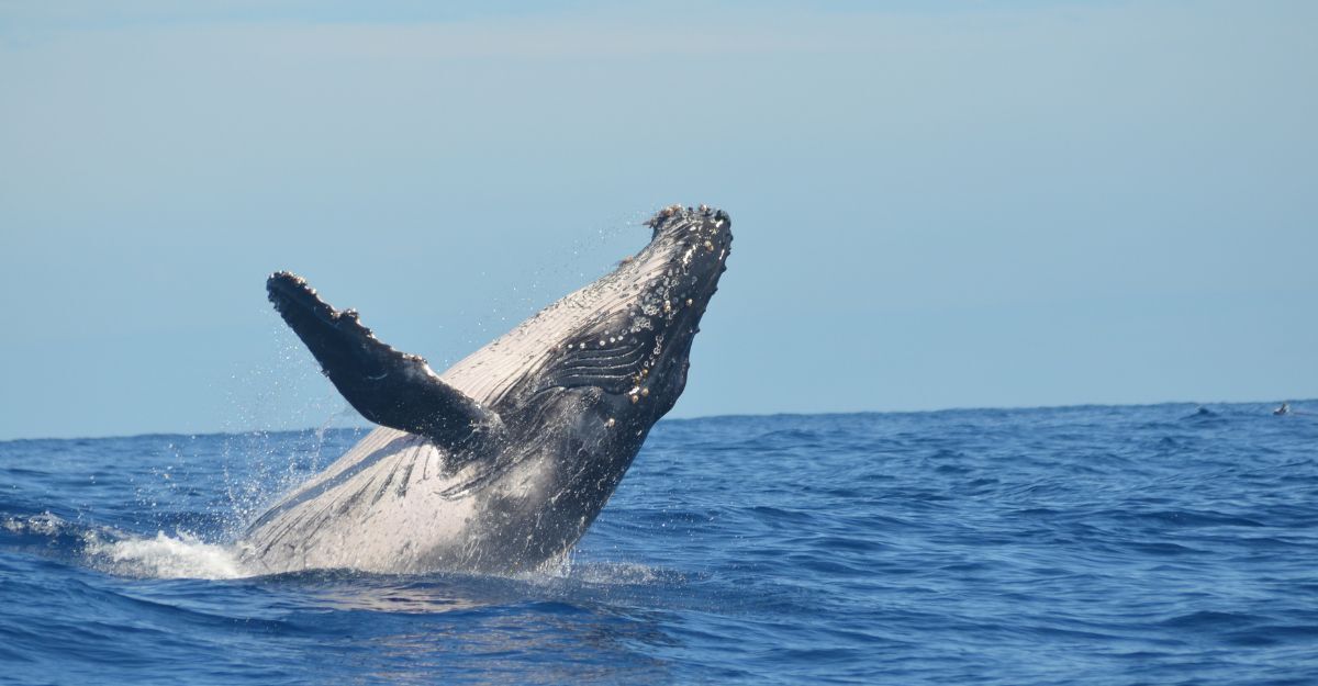 Una balena