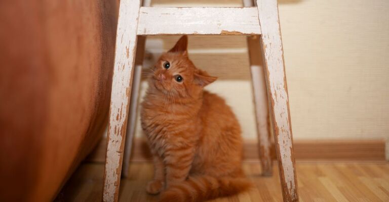 gatto rosso sotto uno sgabello