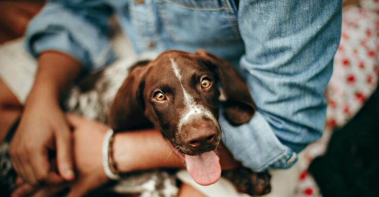 persona abbraccia il suo cane