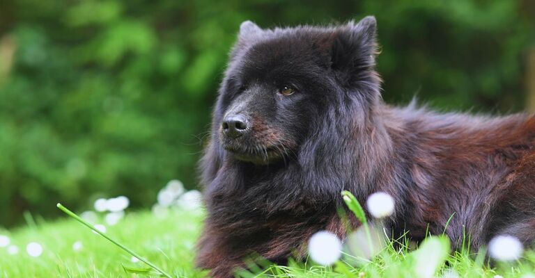 Cane sdraiato su un prato che scruta