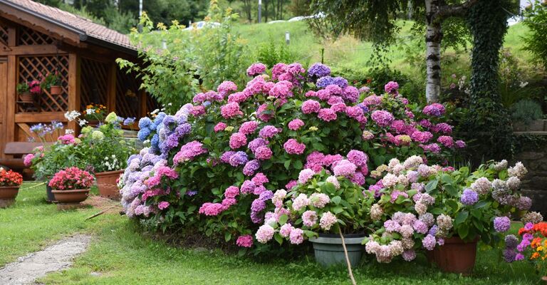 cespuglio di ortensie in un giardino