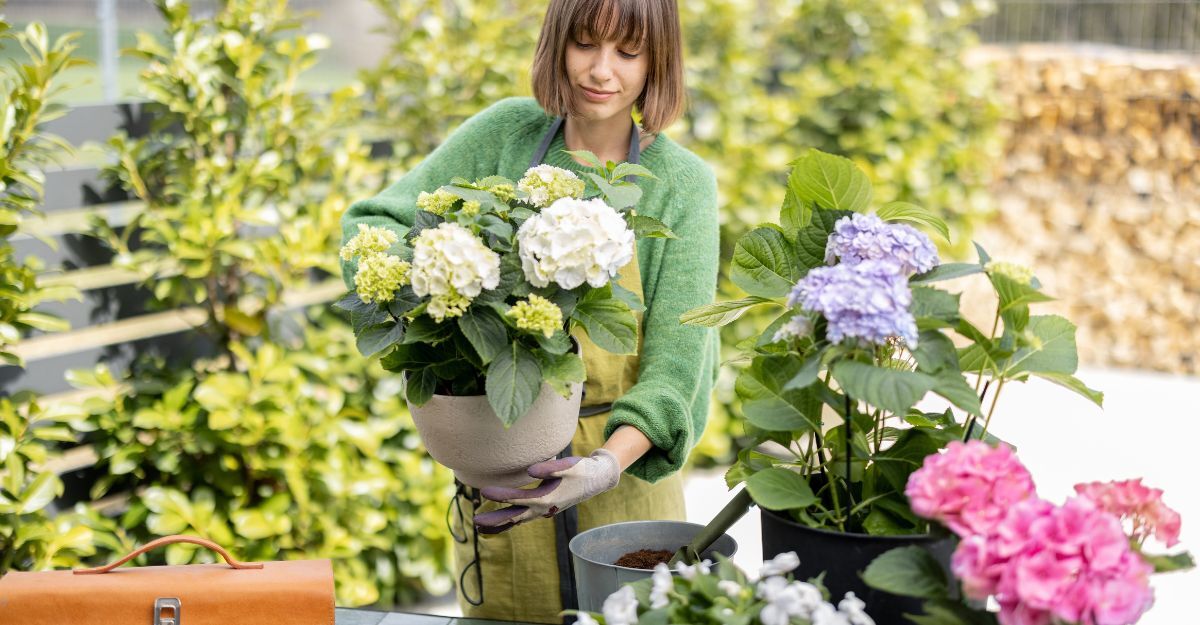giardiniera-cura-ortensie