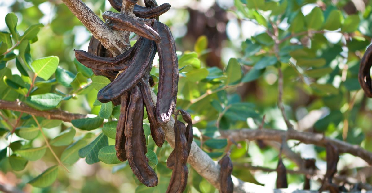 Baccelli di carruba maturi appesi ai rami di un albero di carrubo, circondati da foglie verdi.