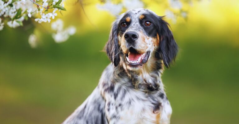 Foto di un Setter Inglese con i fiori accanto alla testa