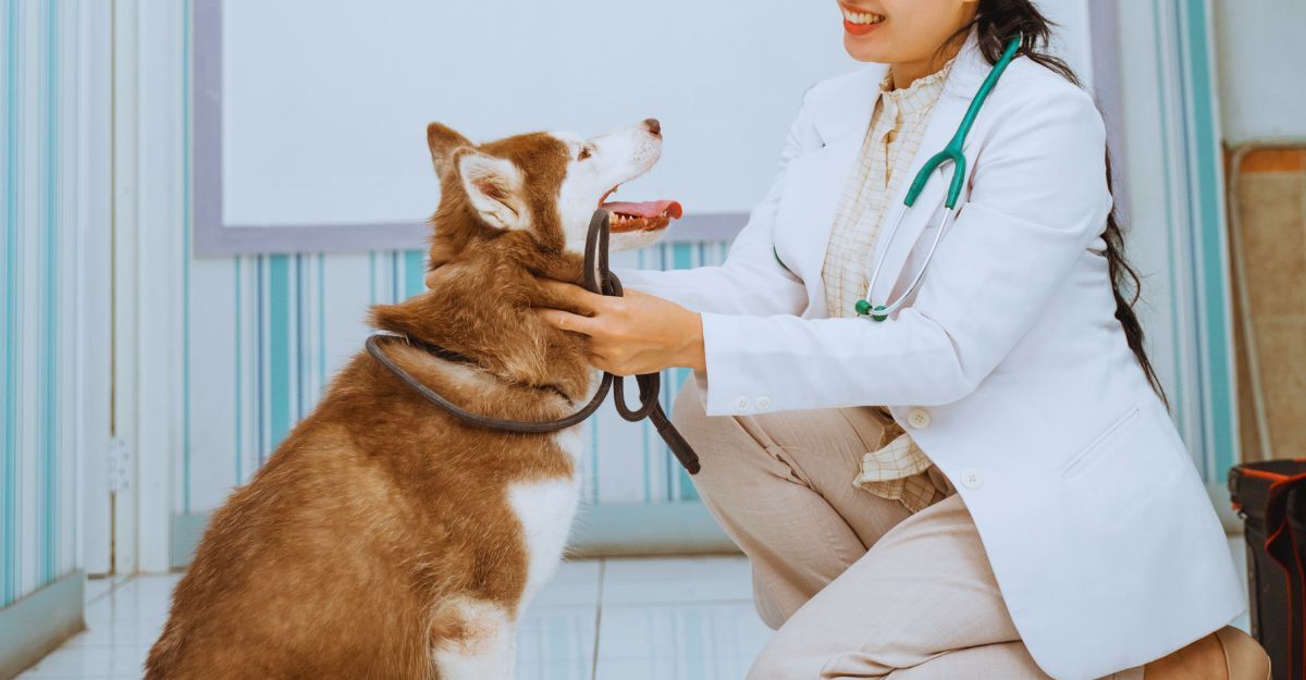 Veterinaria accarezza un cane nello studio medico
