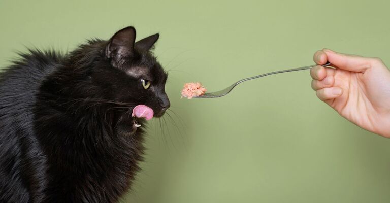 Un uomo imbocca il tonno a un gatto