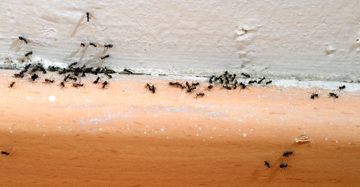 Degli insetti che si ammucchiano in una angolo della casa sul pavimento