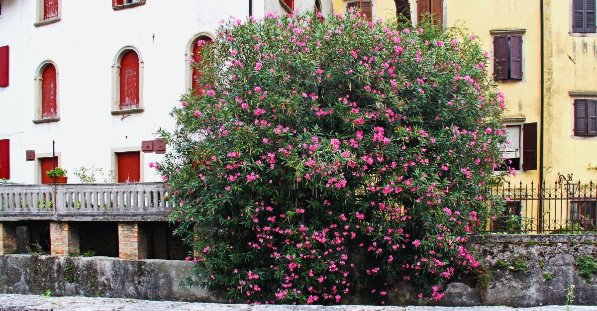Pianta grande di oleandro davanti a dei palazzi