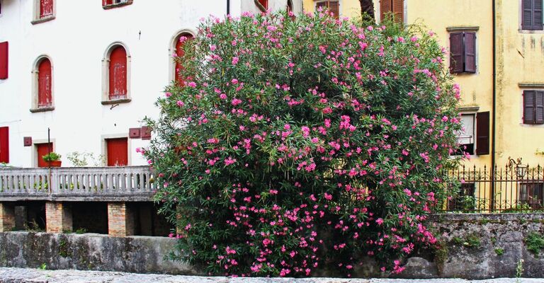 Pianta grande di oleandro davanti a dei palazzi