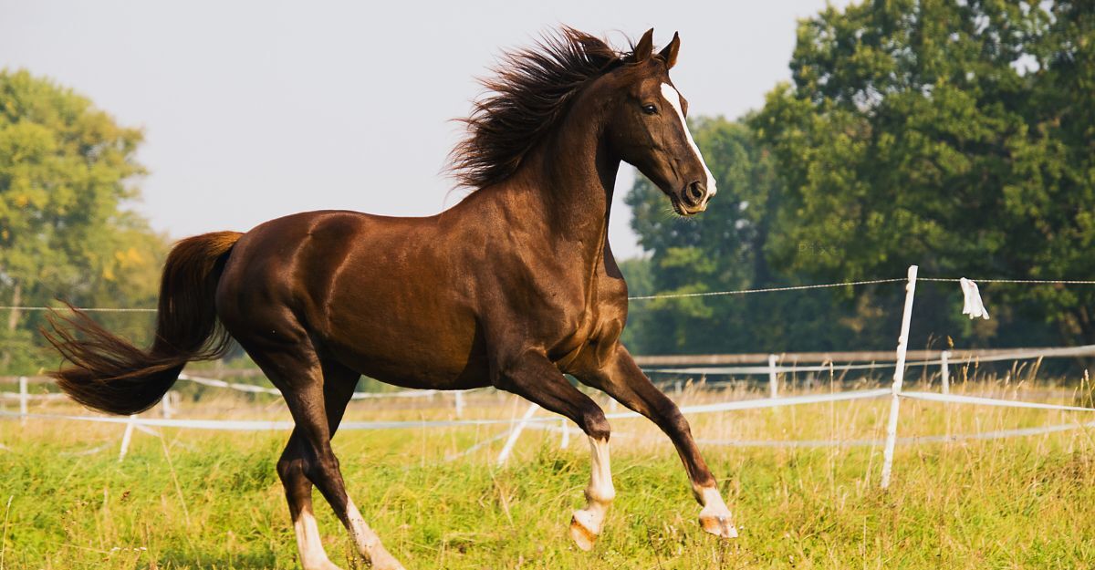 Un cavallo che correi in un prato