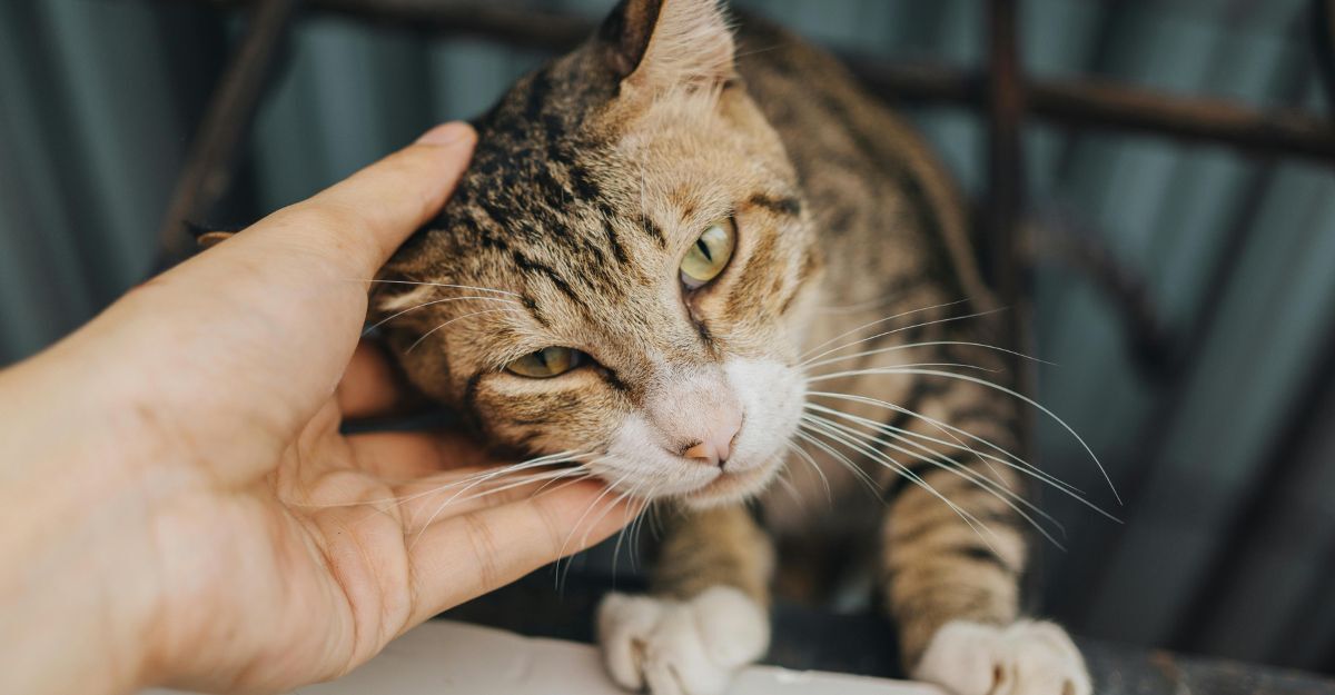 Gattino in primo piano che viene accarezzato