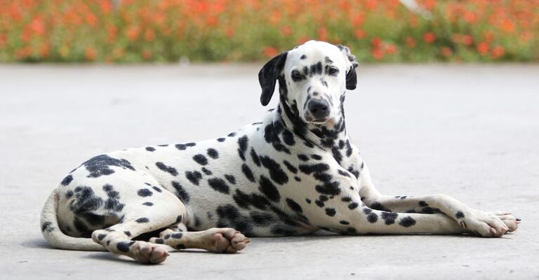 Un cane di razza Dalmata sdraiato 