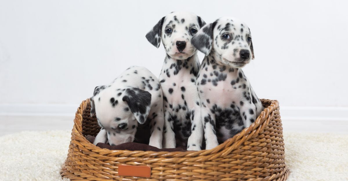 Tre cuccioli di cane Dalmata in una cesta.