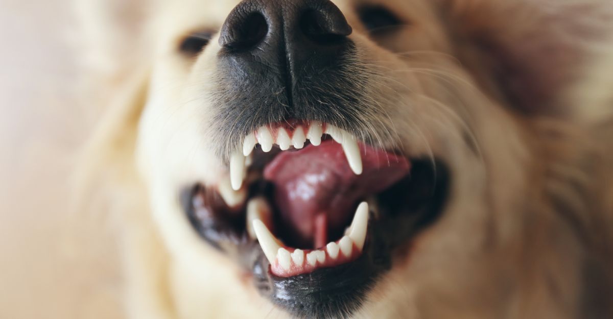 Un cane a bocca aperta che mostra i denti