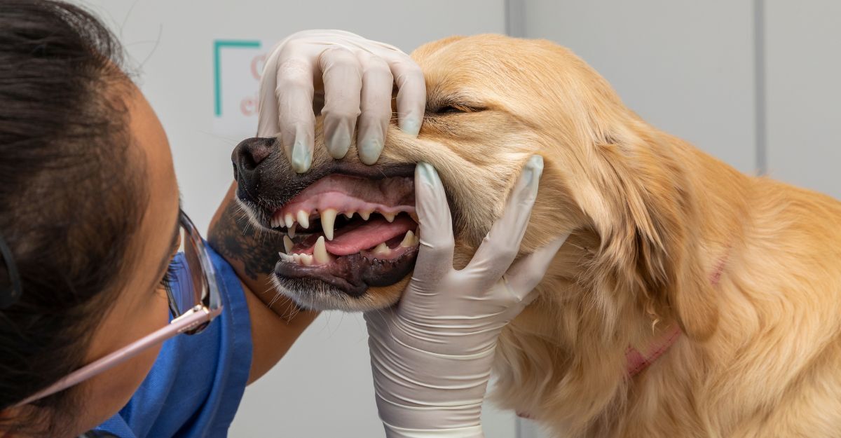 Un veterinario visita la bocca di un cane