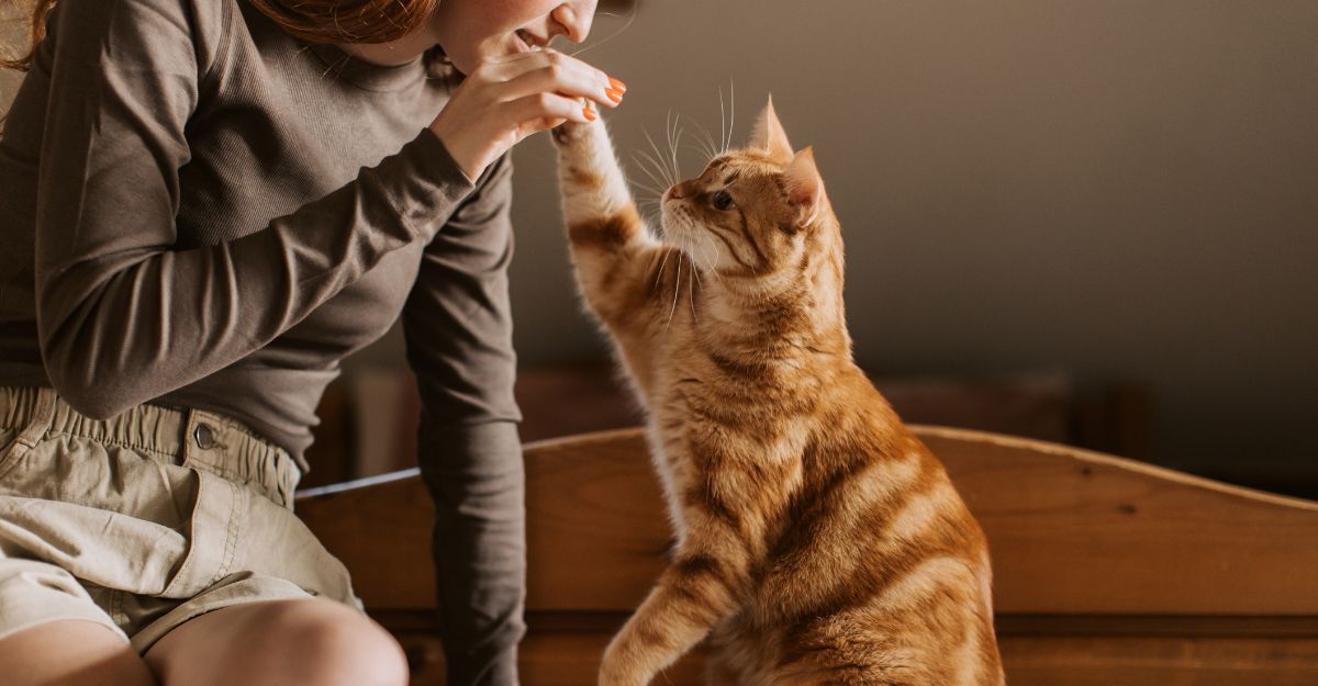 Una persona e un gatto soriano arancione giocano, con il gatto che alza la zampa verso la mano.