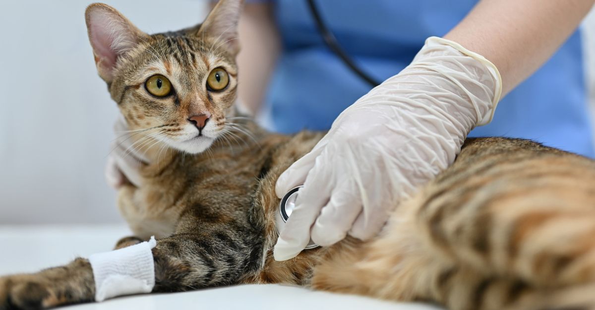 Un gatto soriano con una zampa fasciata viene esaminato da un veterinario con lo stetoscopio.