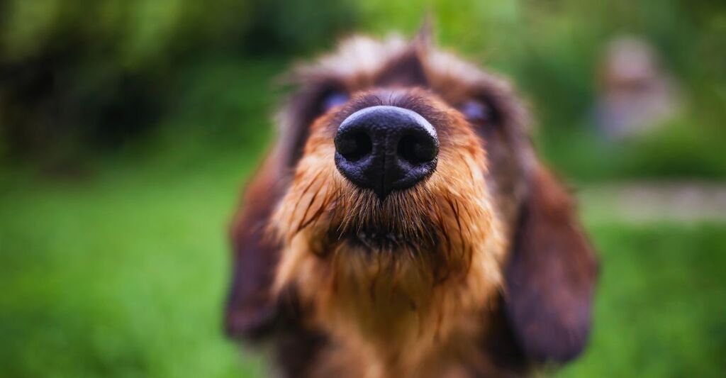 Il primo piano del naso di un cane