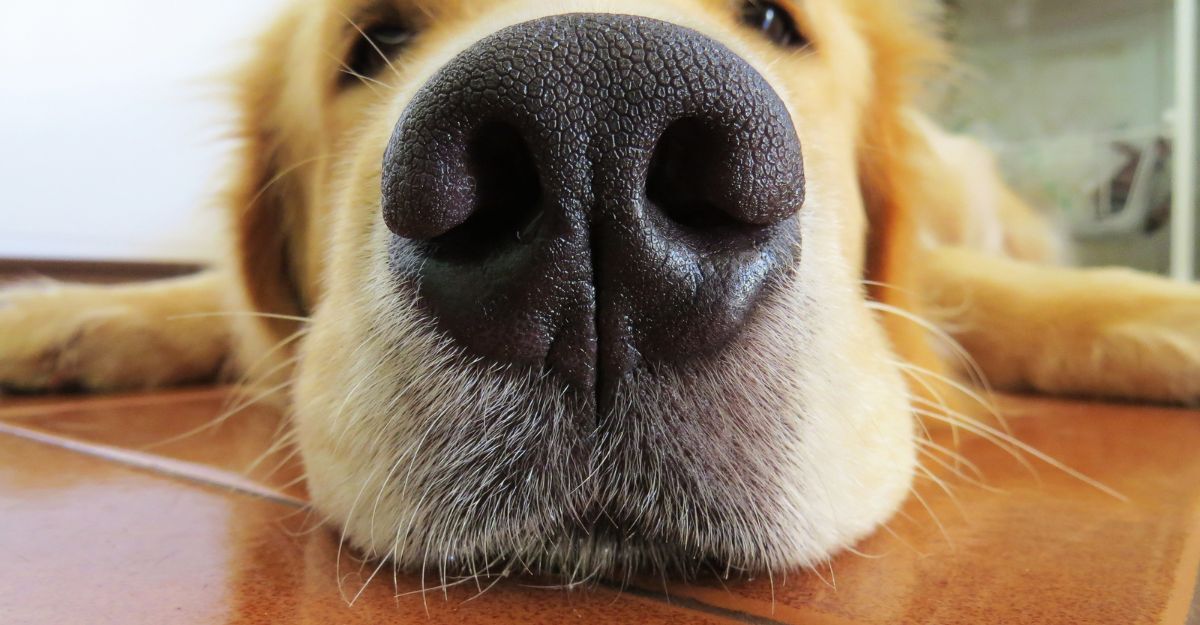 Il primo piano del naso di un cane