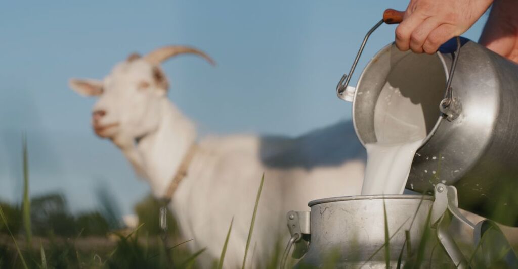 Un secchio di latte di capra appena munto con una capra sullo sfondo.