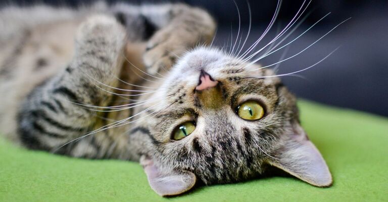 Un gatto a pancia in su.