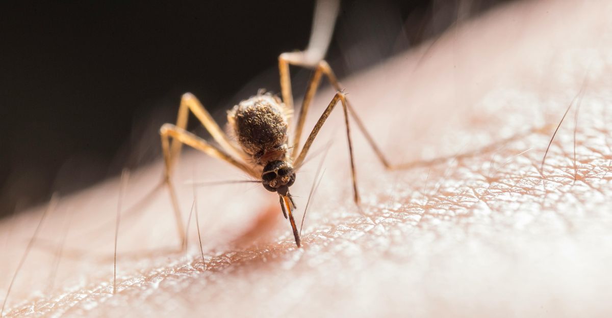 Una zanzara che punge un essere umano.