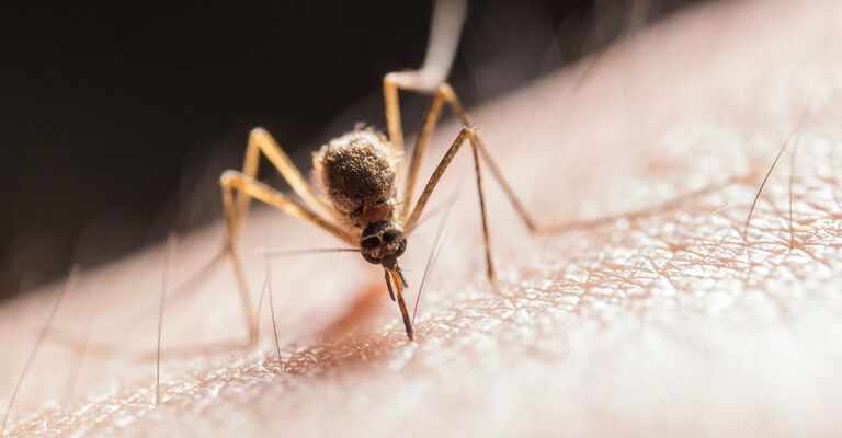 Una zanzara che punge un essere umano.