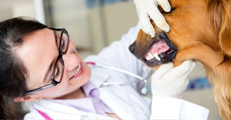 Una veterinaria controlla le gengive a un cane.